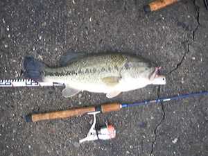 �Ƃ������51cm