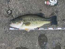 50cm!!���̂Q