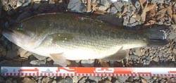 �H��47cm