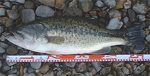 52cm