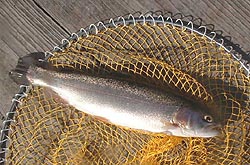 �ɂ��܂��I
